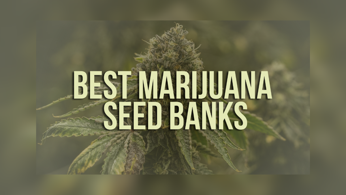 cannabis seed banks