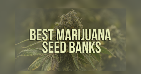cannabis seed banks