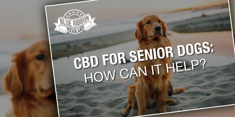 CBD pets