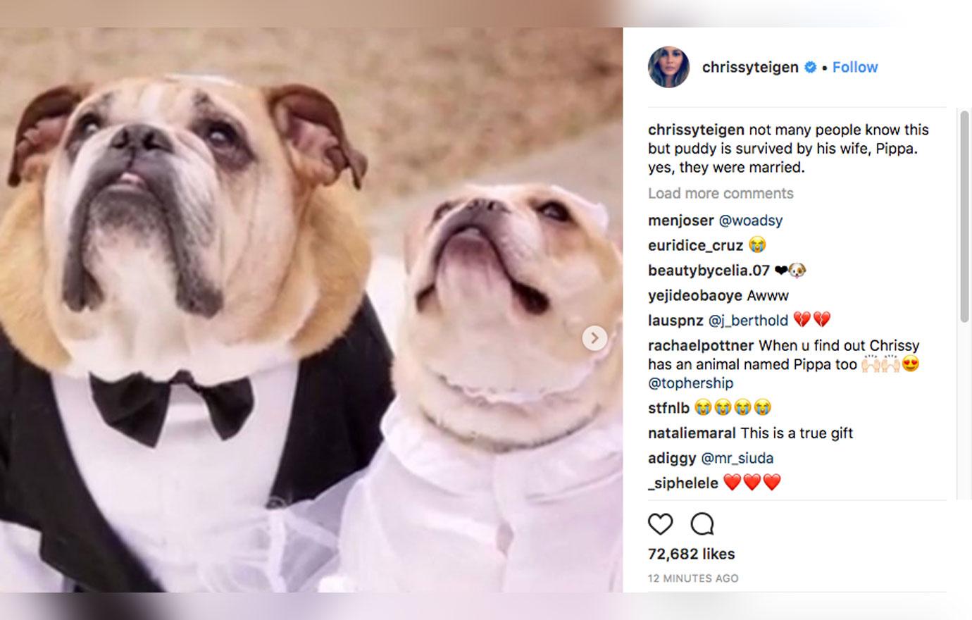 Chrissy teigen dog dead 5