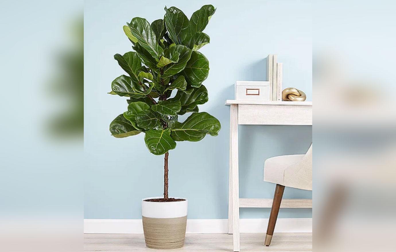 fiddle leaf fig