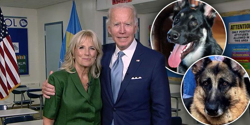 Joe Biden's Dogs Champ & Major Are Going To The White House: Photos