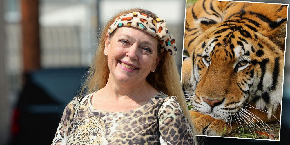 Carol Baskin Speaks Out After Tiger Seriously Injures A Volunteer