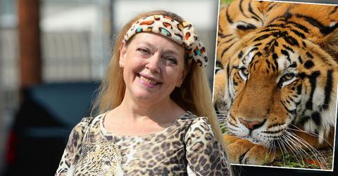 Carol Baskin Speaks Out After Tiger Seriously Injures A Volunteer