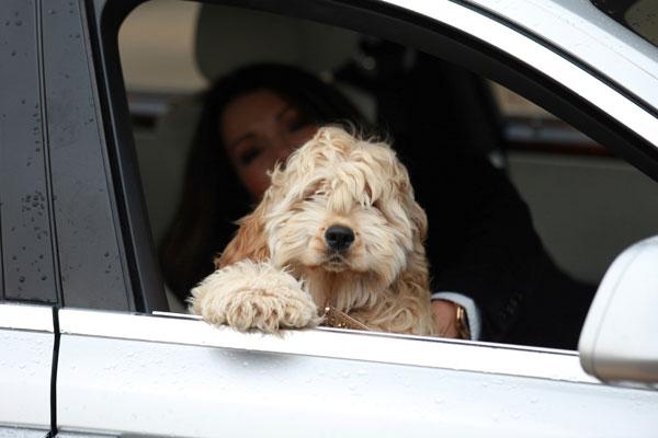 Lisa Vanderpump New Puppy