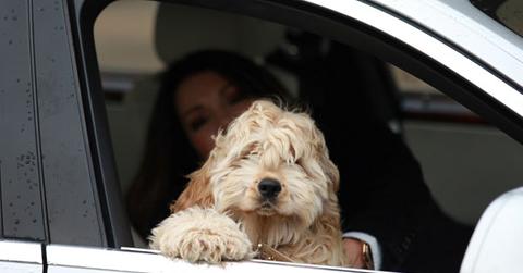 Lisa Vanderpump New Puppy