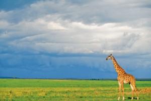 2011__03__008_TRAVEL_KEN_013 300×202.jpg