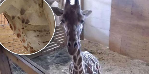 April The Pregnant Giraffe Giving Birth 4544