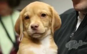 2011__02__Puppy_Bowl_2011_Feb4newsnea 300×187.jpg