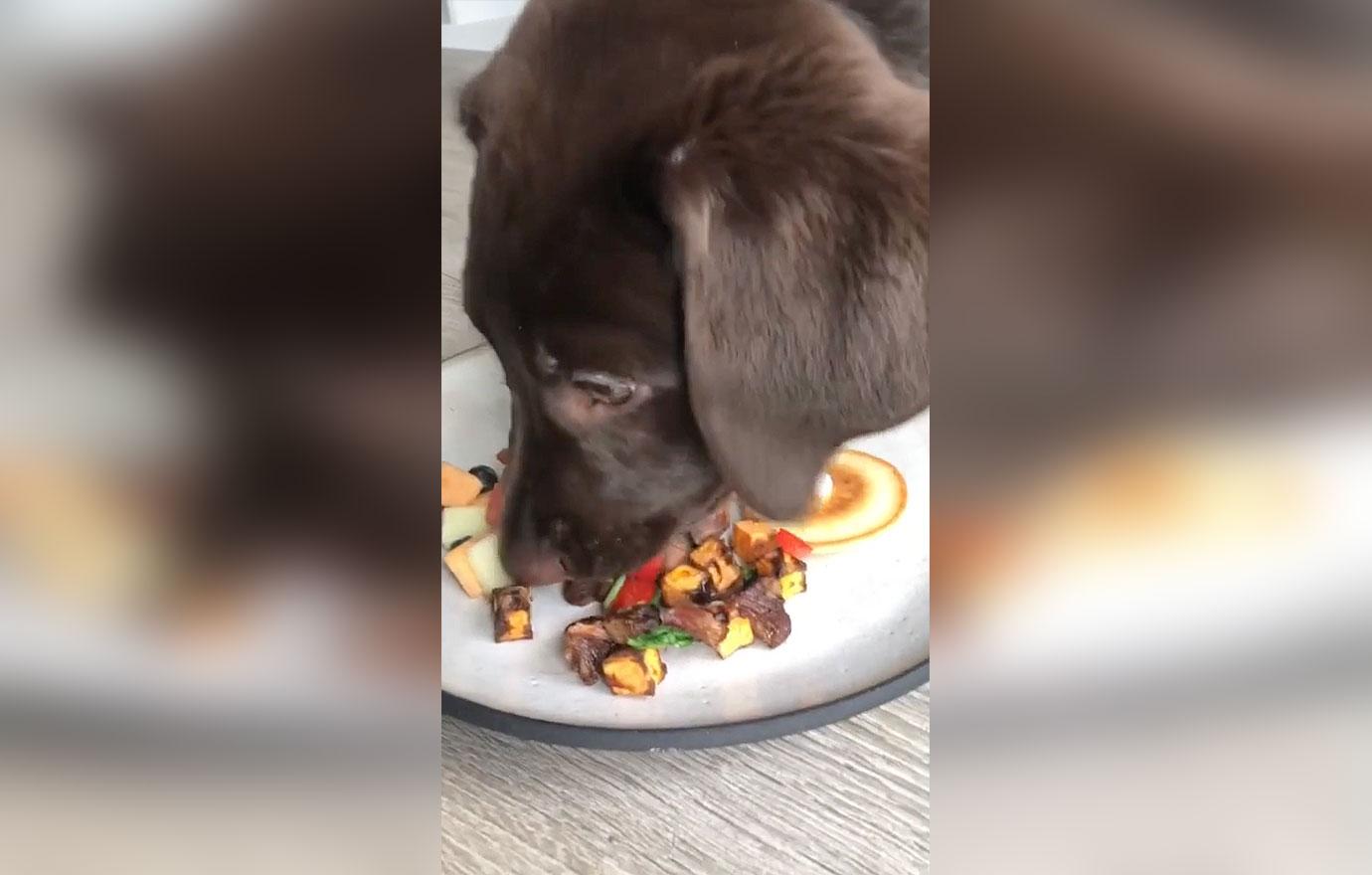 tiktok star creates gourmet meals for his puppy including lobster and wagyu steak