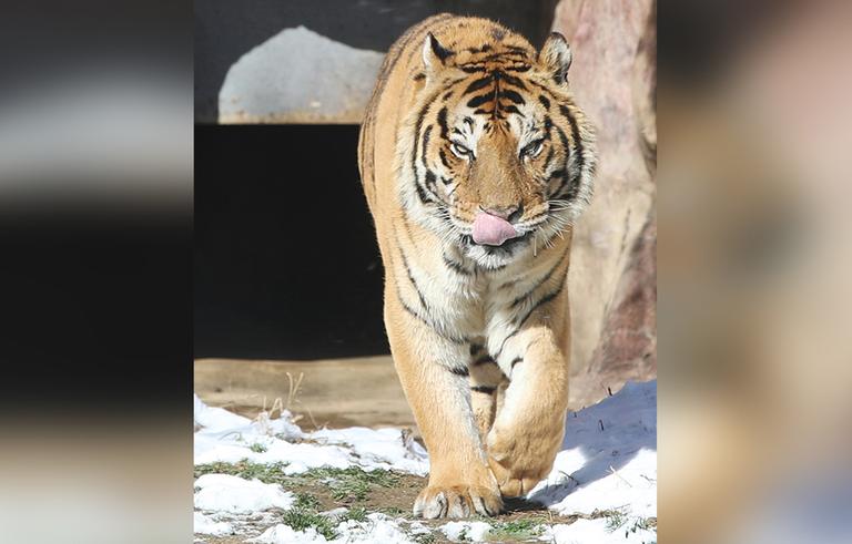 Authorities Investigating Man Bitten By Tiger At Naples Zoo