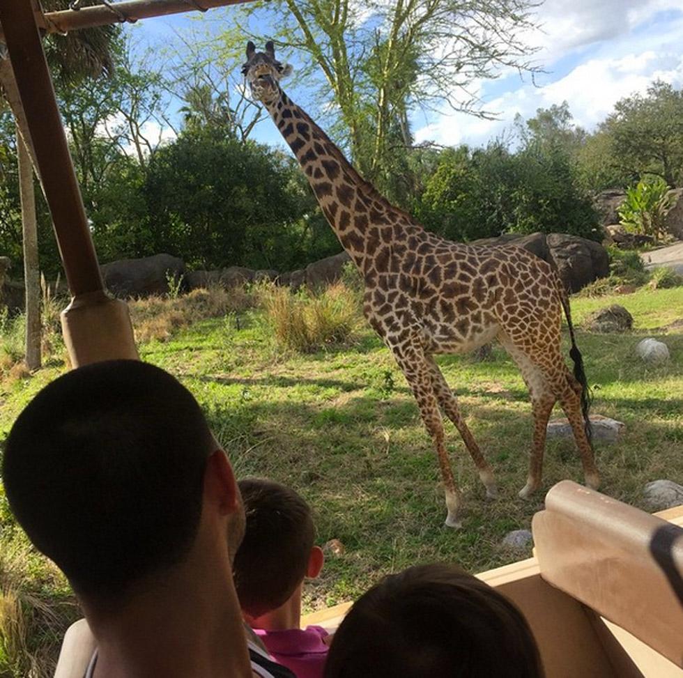 Disneyworld safari kailyn javi