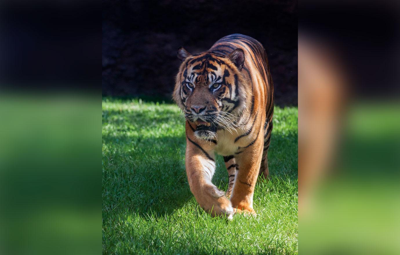 endangered tiger shot after biting a man entered an unauthorized area