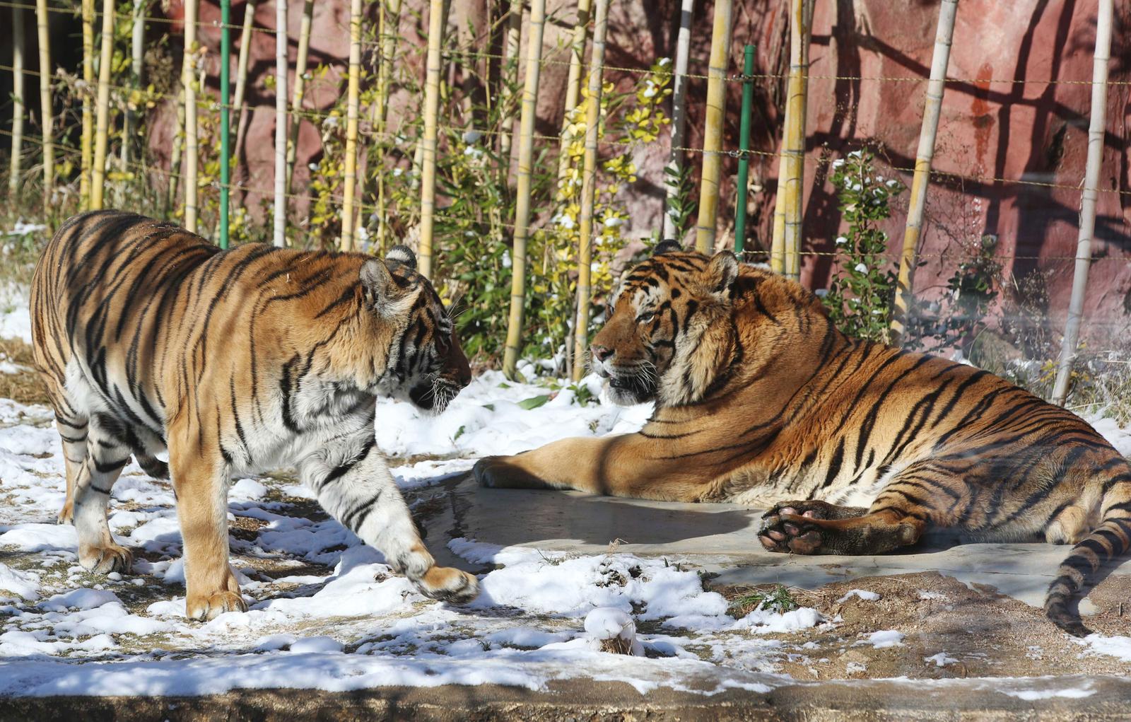 Authorities Investigating Man Bitten By Tiger At Naples Zoo