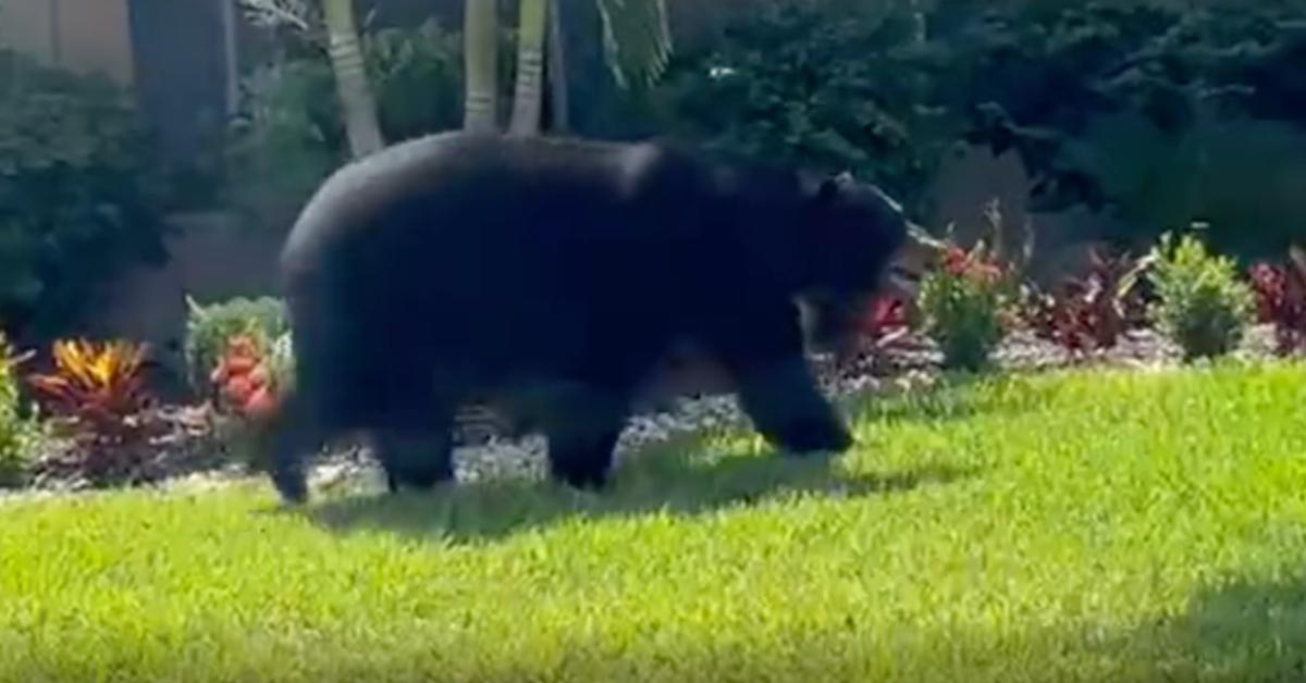 Massive Bear Spotted Wandering Around Naples Florida Watch 4098