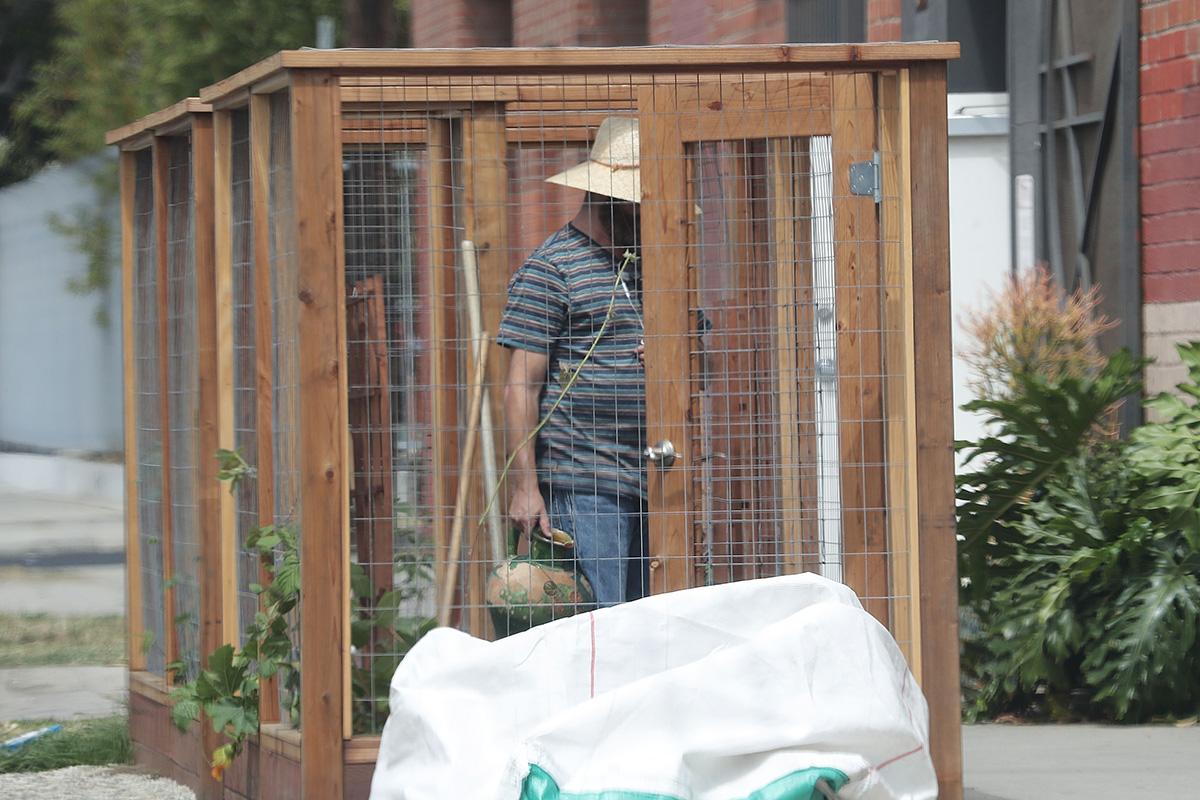 *EXCLUSIVE* Zach Galifianakis tends to his vegetable allotment