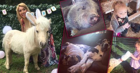 Teen mom instagram horse pets h