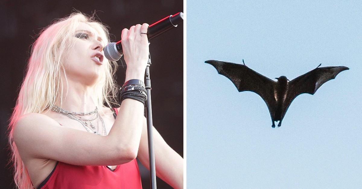 Taylor Momsen Gets Rabies Shots After Being Bitten By Bat At Concert