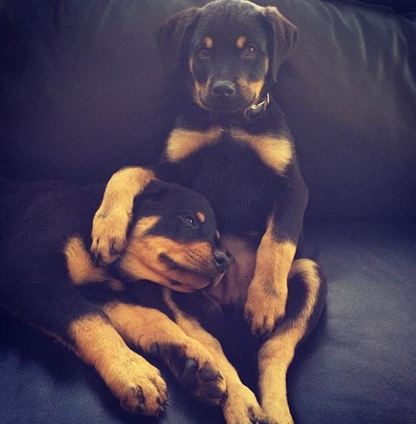 Brody jenner instagram puppies