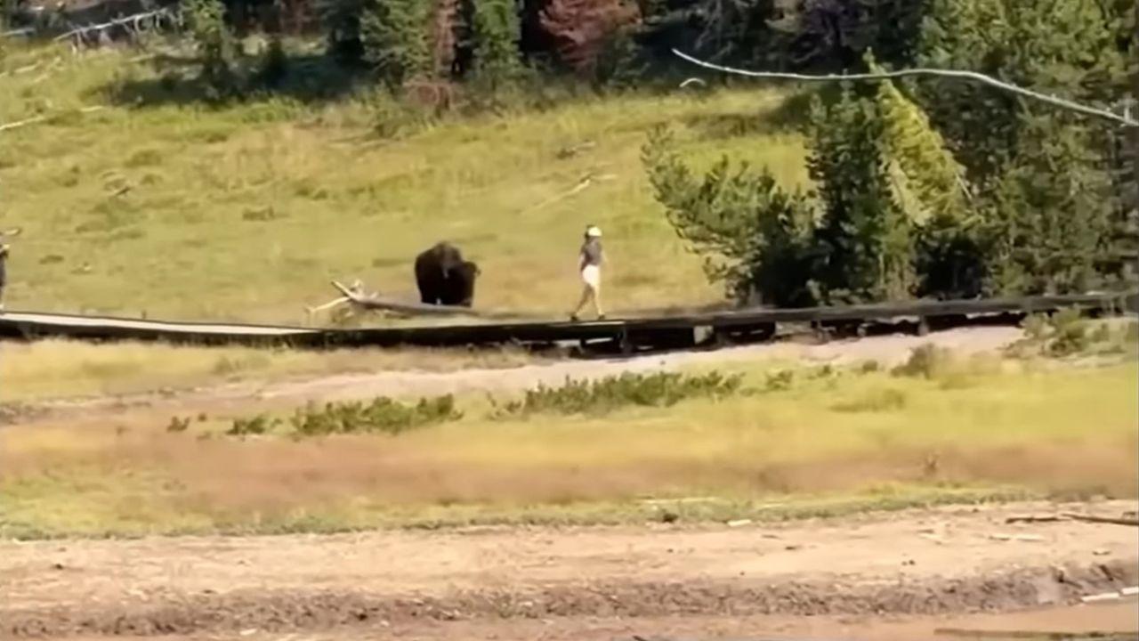 Image of A woman could be seen quickly crossing the walkway as the bison slowly came closer to it at the beginning of the video.