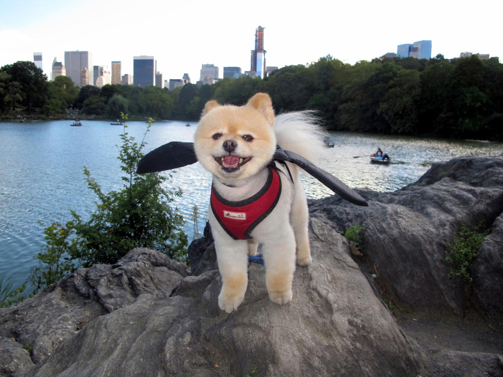 Everybody Loves Sammy The Dog And So Does OK 