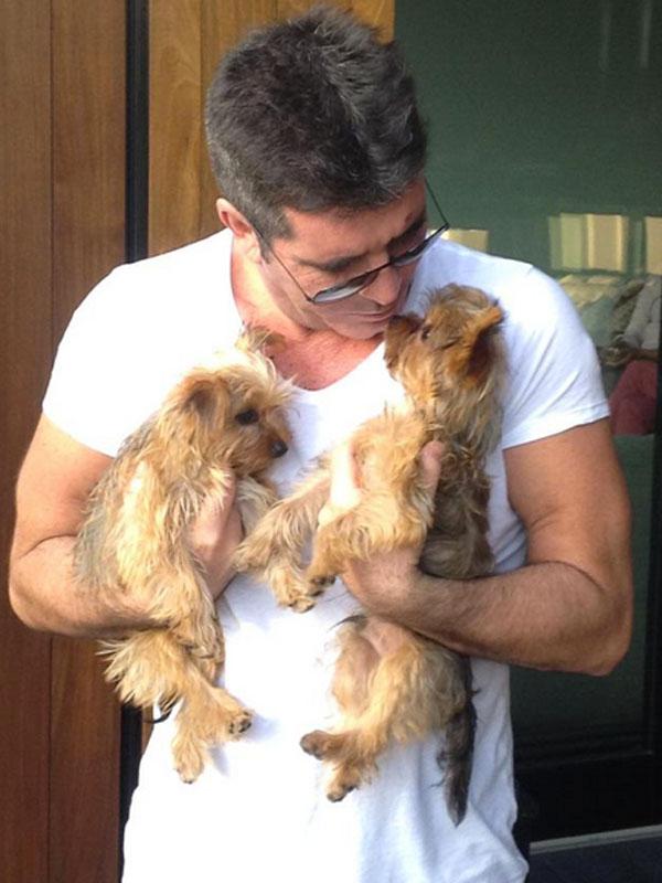 Simon cowell puppies