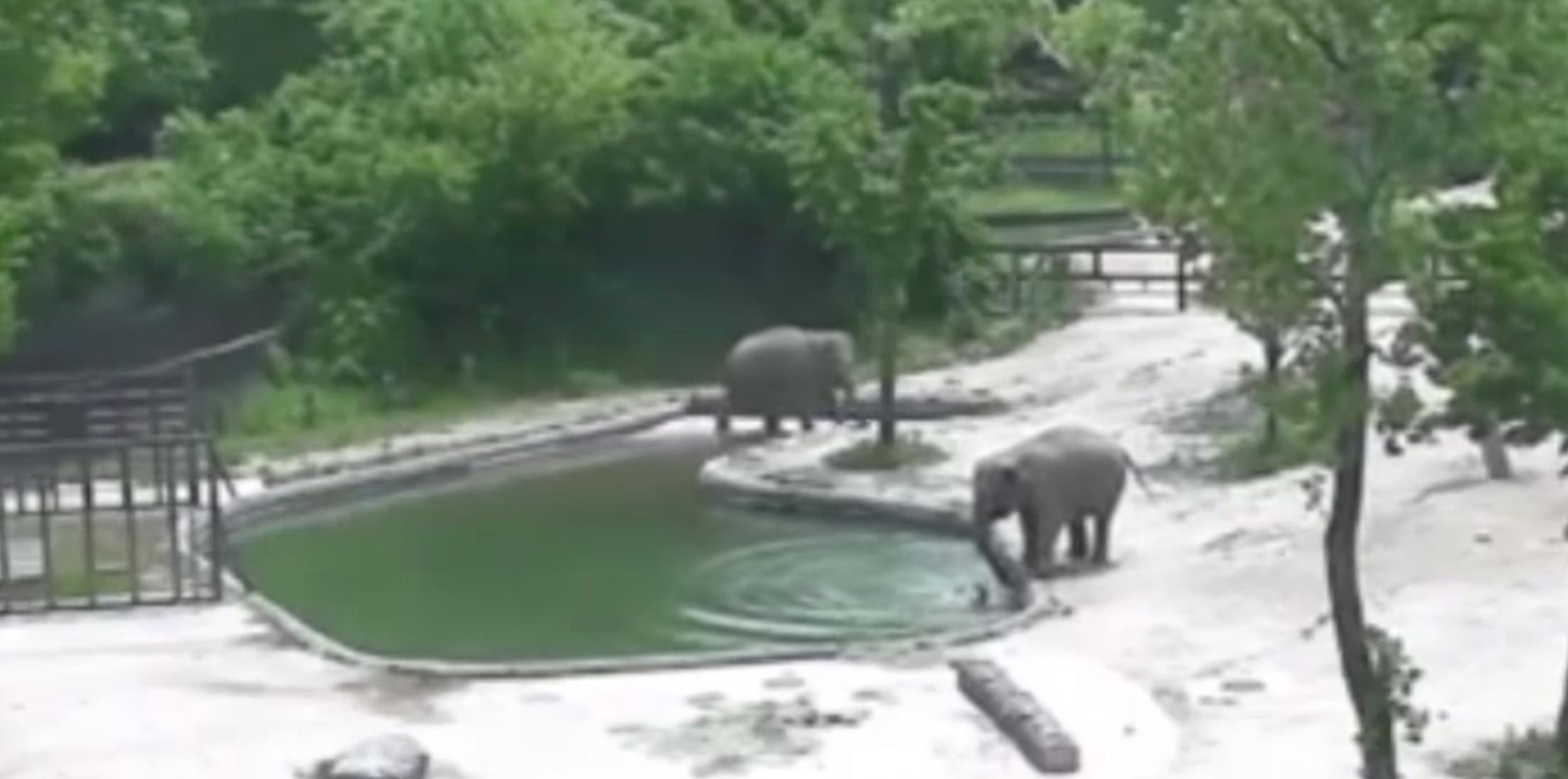 Elephants save calf drowning feature