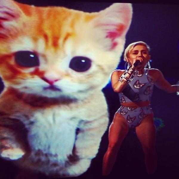 Miley cyrus kitten