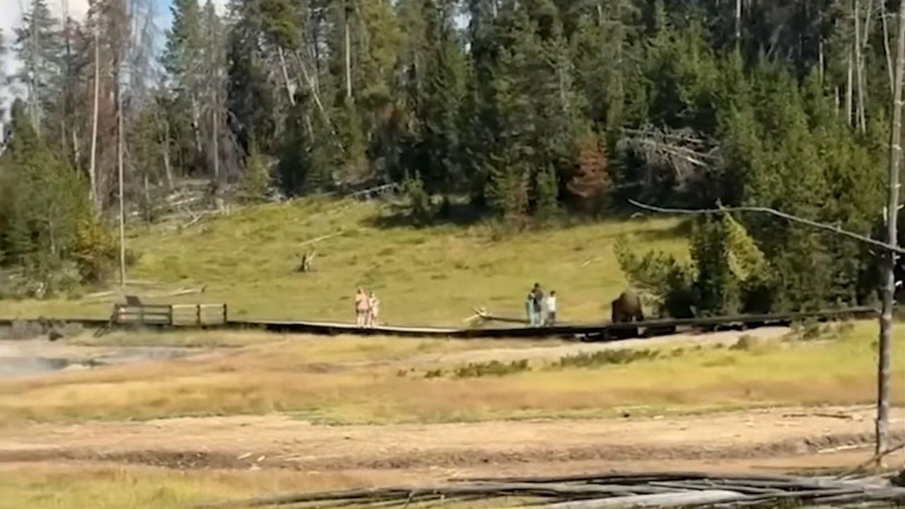 Image of The Bison kept chasing the child while he ran for his life at Yellowstone National Park.