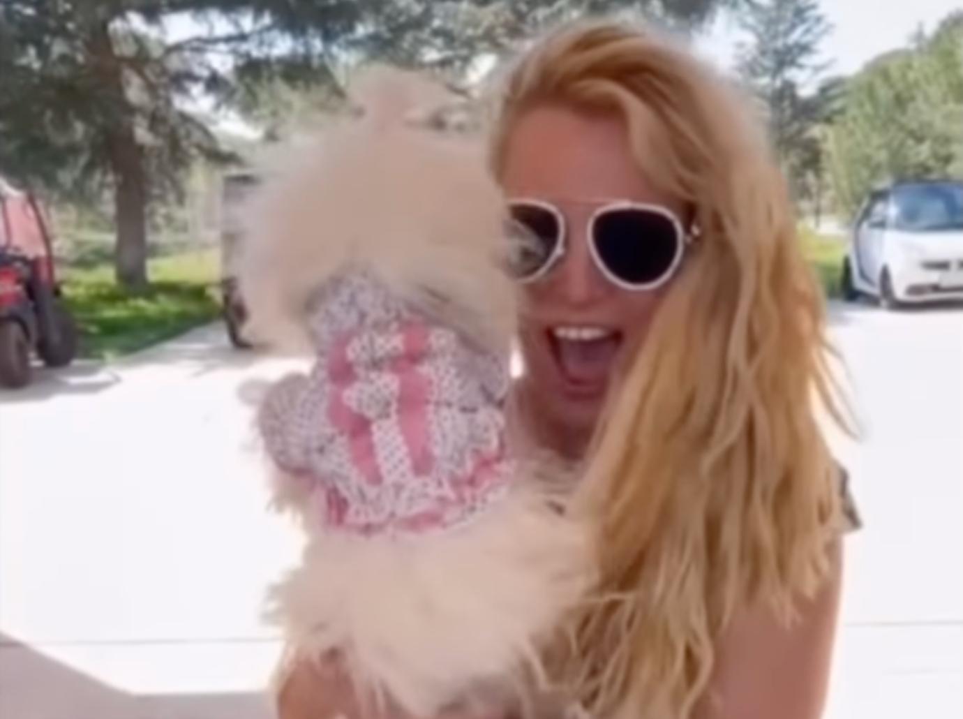 britney spears dog snow dress up pet watch