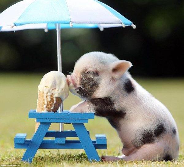 Pig With Icecream