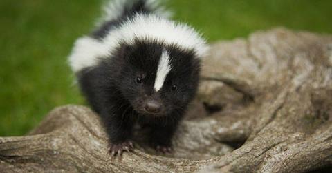 Skunk