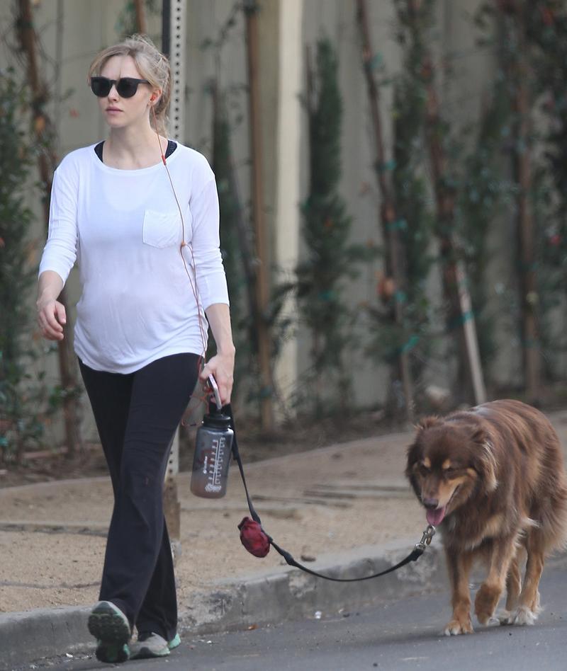 Exclusive&#8230; Pregnant Amanda Seyfried Shows Off Her Baby Bump While Taking Her Dog For A Walk