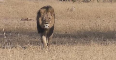 Cecil the lion son shot by hunter h