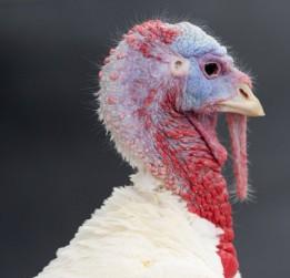 2010__11__thanksgiving_nov4 261×300.jpg