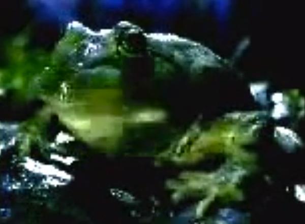 budweiser frogs commercials super bowl