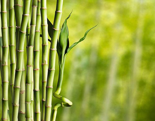 bamboo