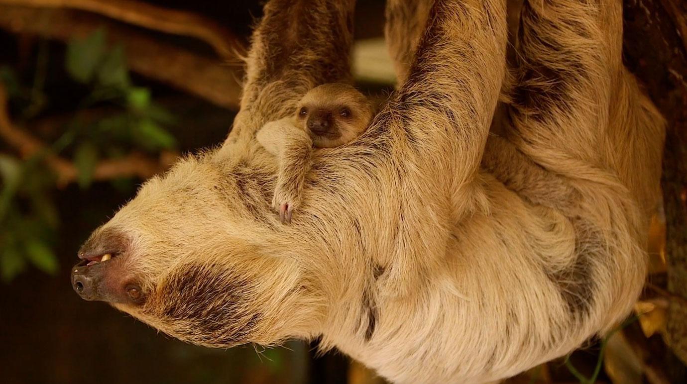 adorable moment two toed baby sloth is born surprising zookeepers with incredibly speedy birth