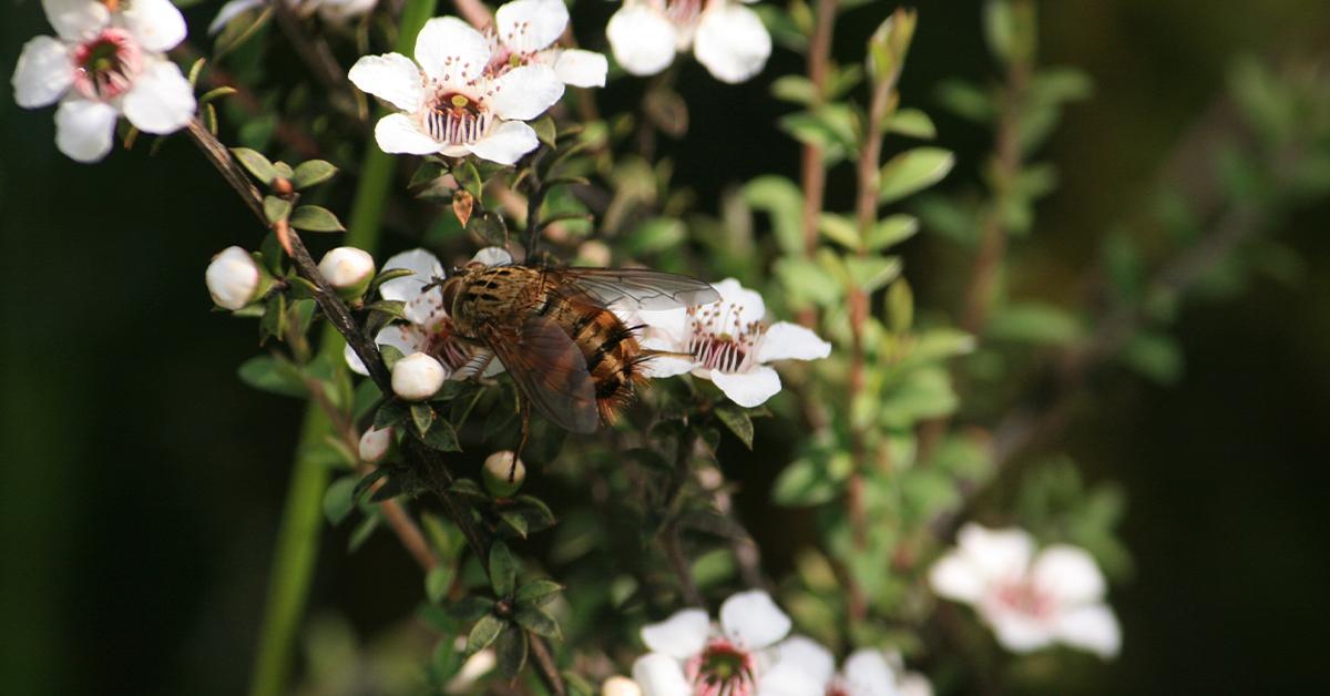 manukahoney