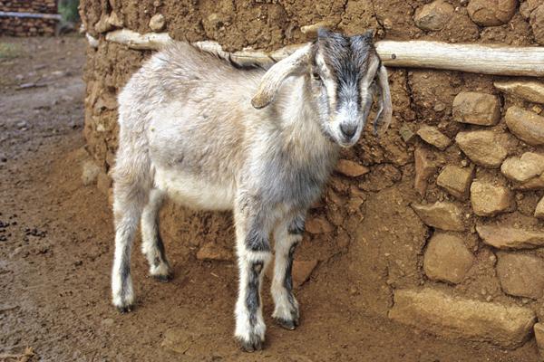 A Goat standing next to a Zulu hut.