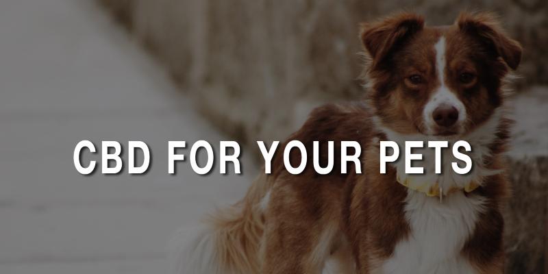 cbd-for-pets-how-can-cbd-help-your-pets-health