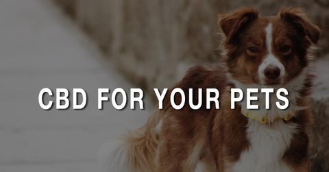 cbd-for-pets-how-can-cbd-help-your-pets-health
