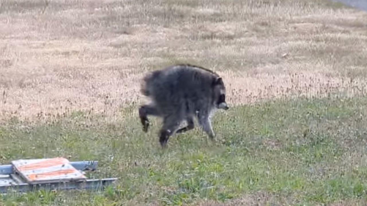Photo of Jimothy the Raccoon.