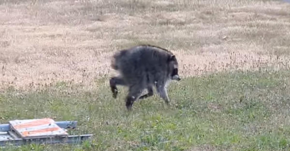 Jimothy the Raccoon Is Real, But His Viral AI Adventures Are Fooling the Internet