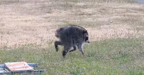 Photo of Jimothy the Raccoon.