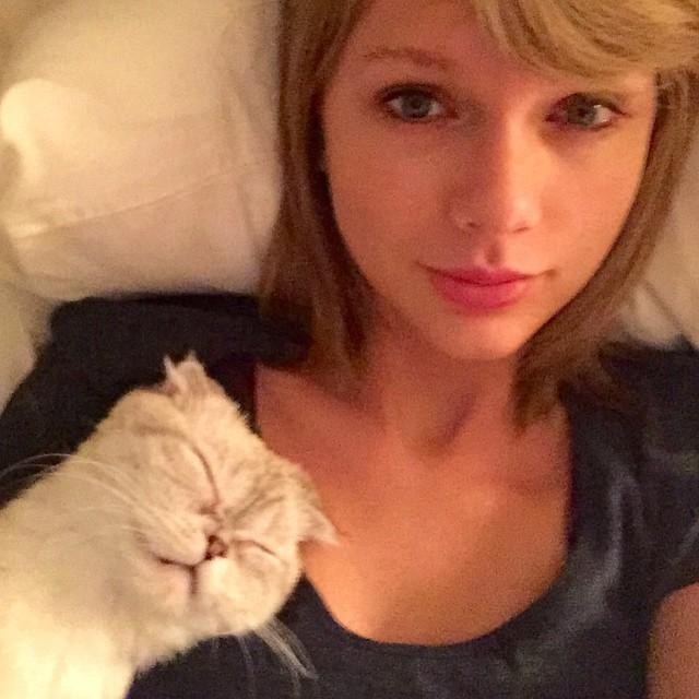 Calvin harris allergic taylor swift cat 06