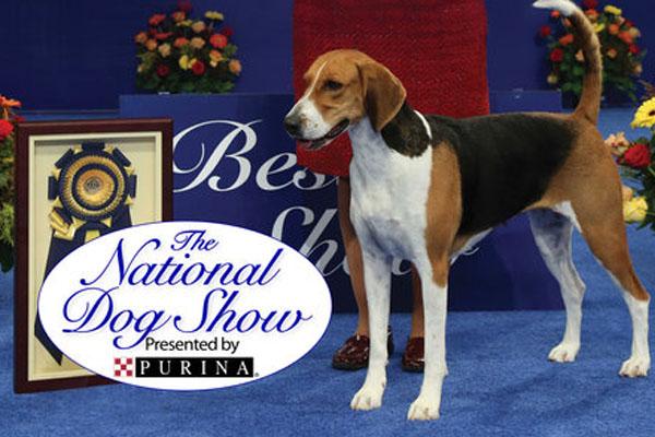 National dog show thanksgiving 2014