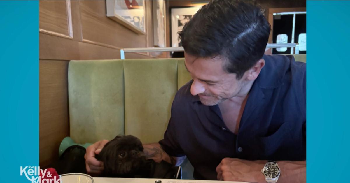 kelly ripa thinks mark consuelos looks like rottweiler dog live watch