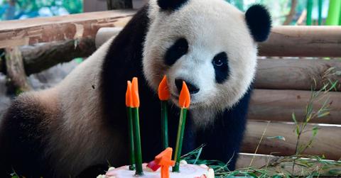 Zoo sex female panda wide