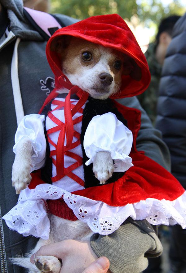 Dog Halloween Costumes little red riding hood